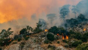 dampak kebakaran hutan kalimantan