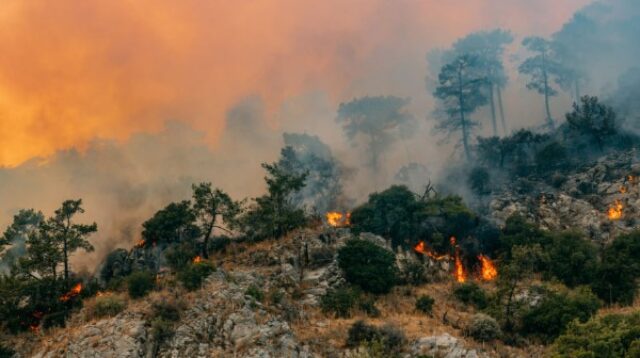 dampak kebakaran hutan kalimantan