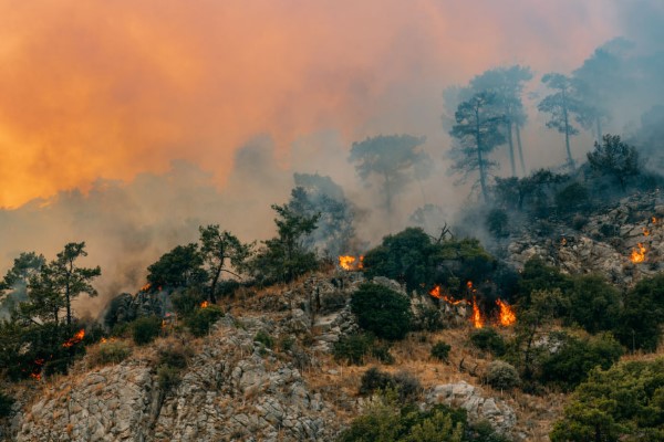 dampak kebakaran hutan kalimantan